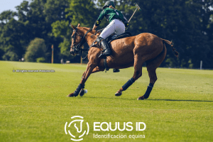 Equus ID: Innovation and Revolution in the Equine World